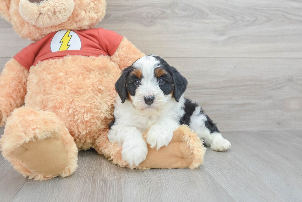 Mini Aussiedoodle Puppy for Adoption