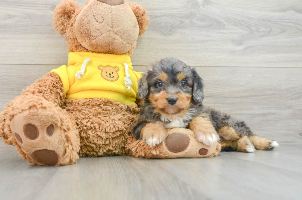 6 week old Mini Aussiedoodle Puppy For Sale - Florida Fur Babies