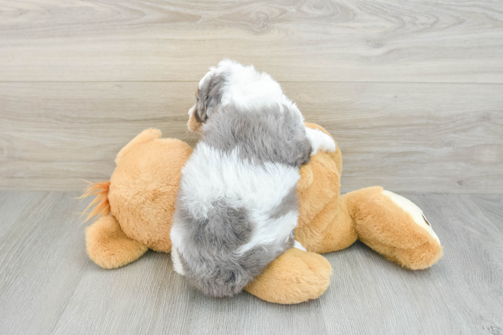 Mini Aussiedoodle Puppy for Adoption