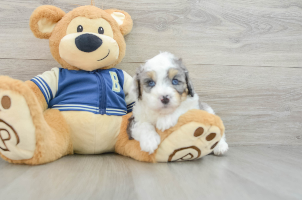 5 week old Mini Aussiedoodle Puppy For Sale - Florida Fur Babies