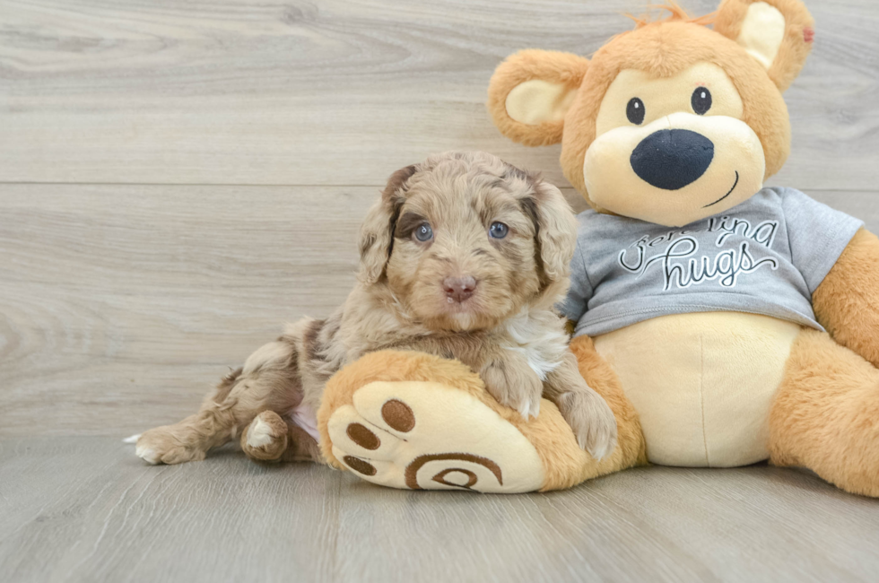 5 week old Mini Aussiedoodle Puppy For Sale - Florida Fur Babies