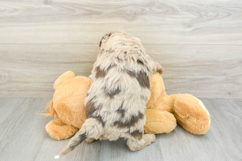 Little Mini Aussiepoo Poodle Mix Puppy