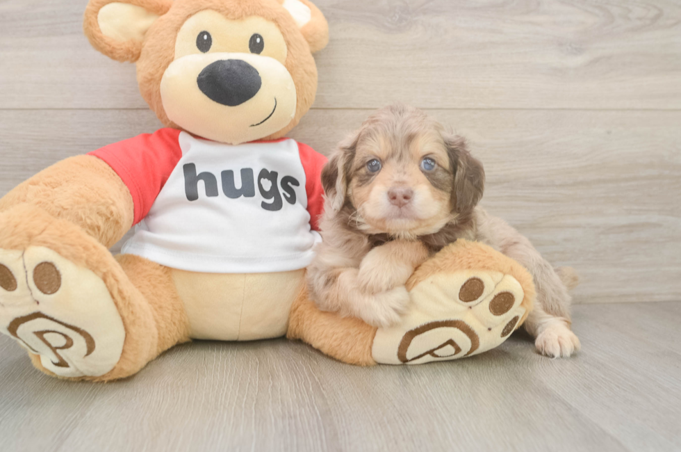 6 week old Mini Aussiedoodle Puppy For Sale - Florida Fur Babies