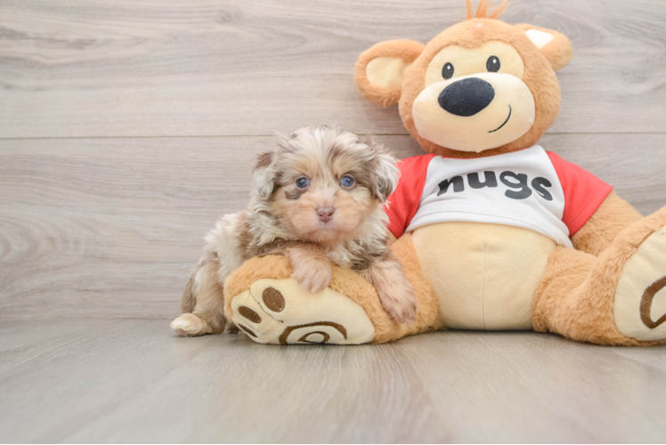 Mini Aussiedoodle Puppy for Adoption