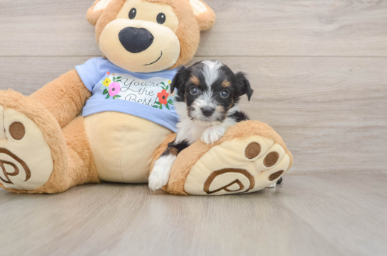 Energetic Aussiepoo Poodle Mix Puppy