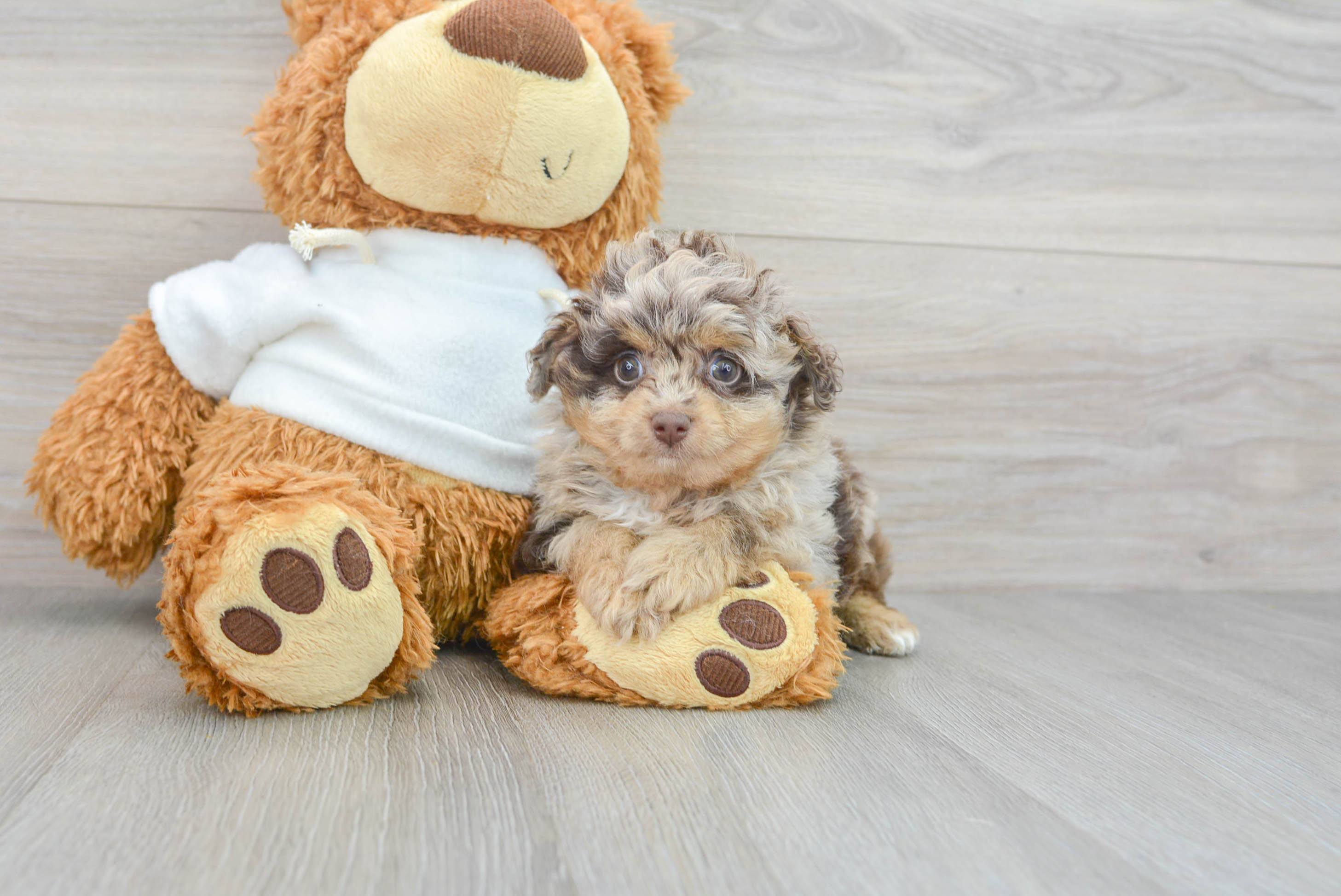 Miniature poodle mix puppies for sale best sale