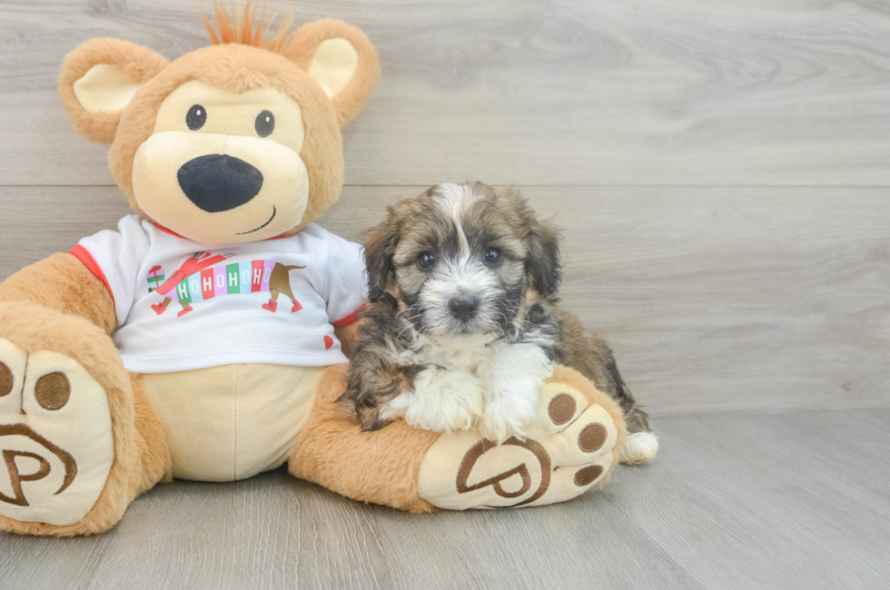 5 week old Mini Aussiedoodle Puppy For Sale - Florida Fur Babies