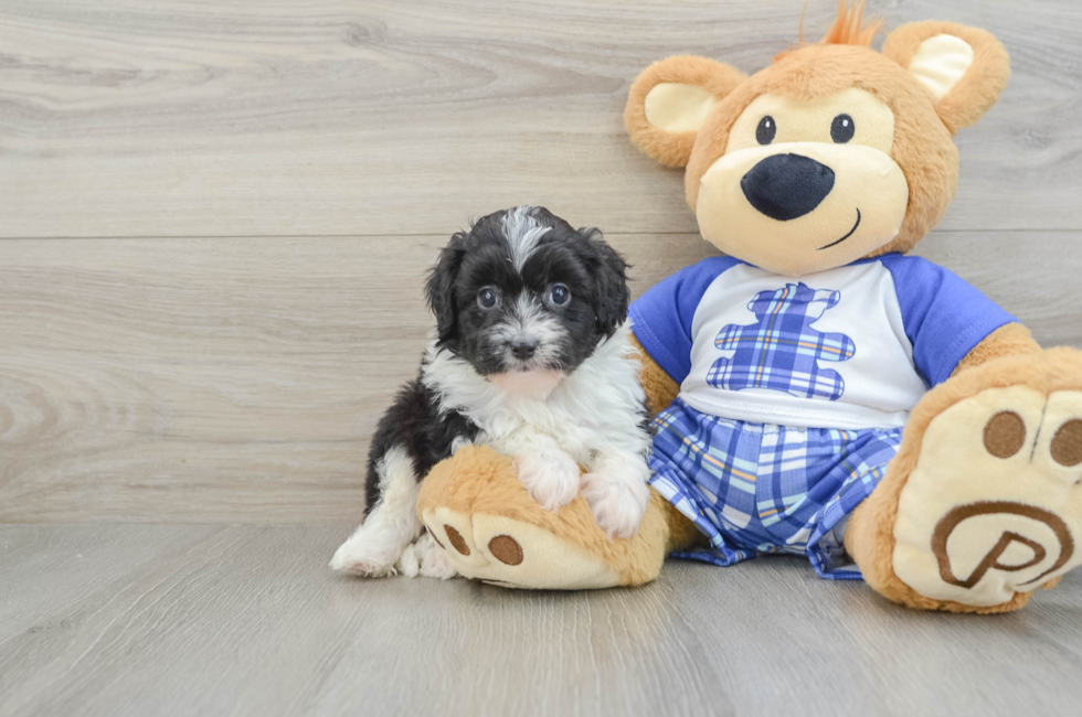 6 week old Mini Aussiedoodle Puppy For Sale - Florida Fur Babies