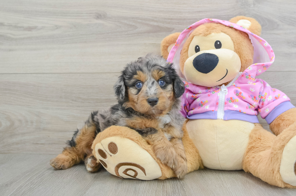 5 week old Mini Aussiedoodle Puppy For Sale - Florida Fur Babies