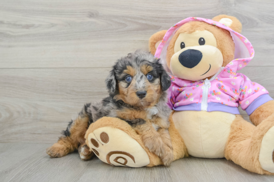 Energetic Aussie Poo Poodle Mix Puppy