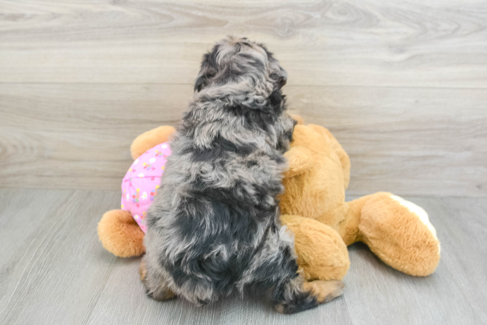 Best Mini Aussiedoodle Baby