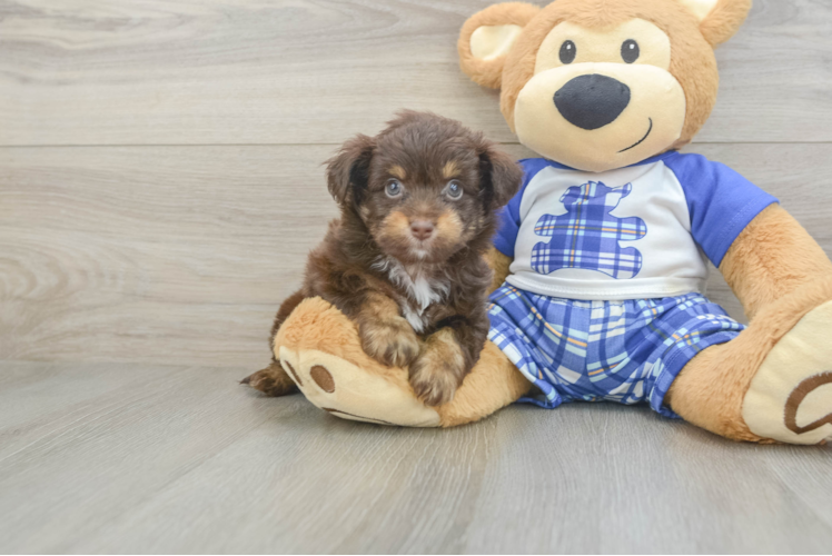 Energetic Aussie Poo Poodle Mix Puppy