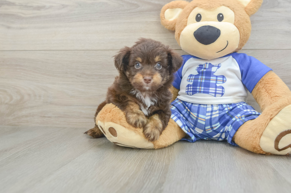 5 week old Mini Aussiedoodle Puppy For Sale - Florida Fur Babies