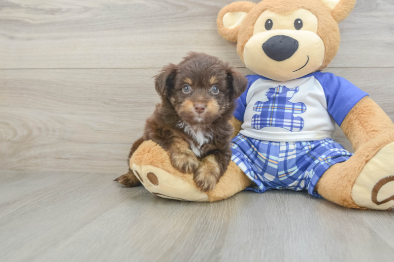 Meet Obi Wan - our Mini Aussiedoodle Puppy Photo 1/3 - Florida Fur Babies