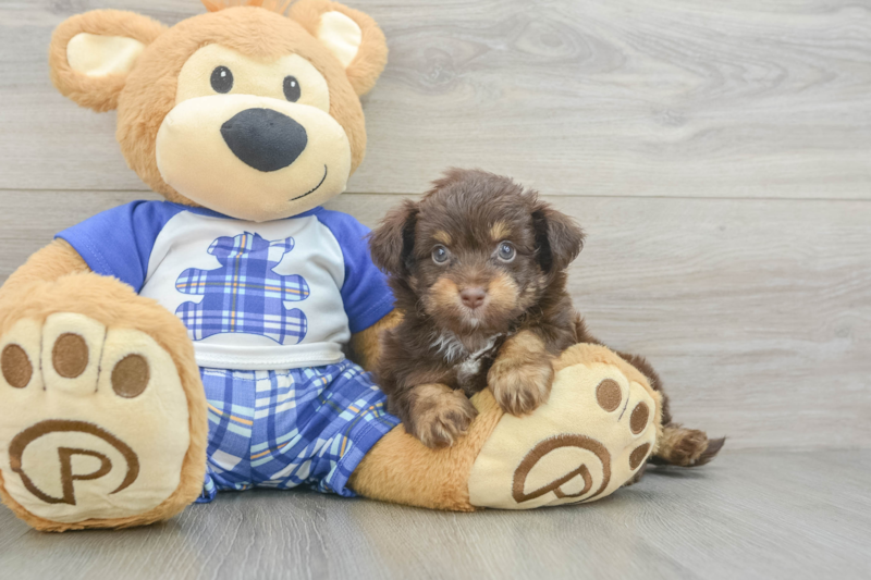 Meet Obi Wan - our Mini Aussiedoodle Puppy Photo 3/3 - Florida Fur Babies