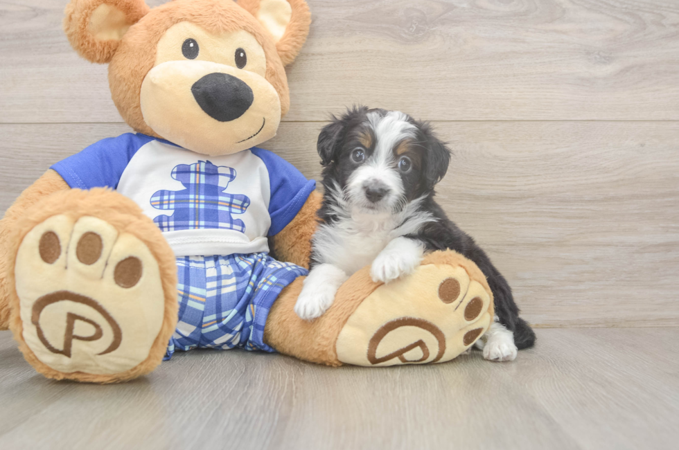 5 week old Mini Aussiedoodle Puppy For Sale - Florida Fur Babies
