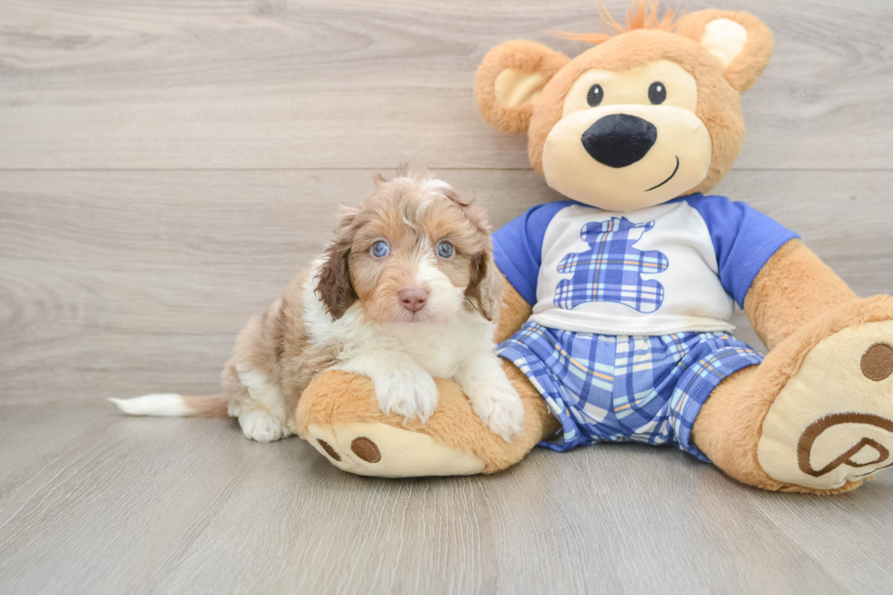 Small Mini Aussiedoodle Baby