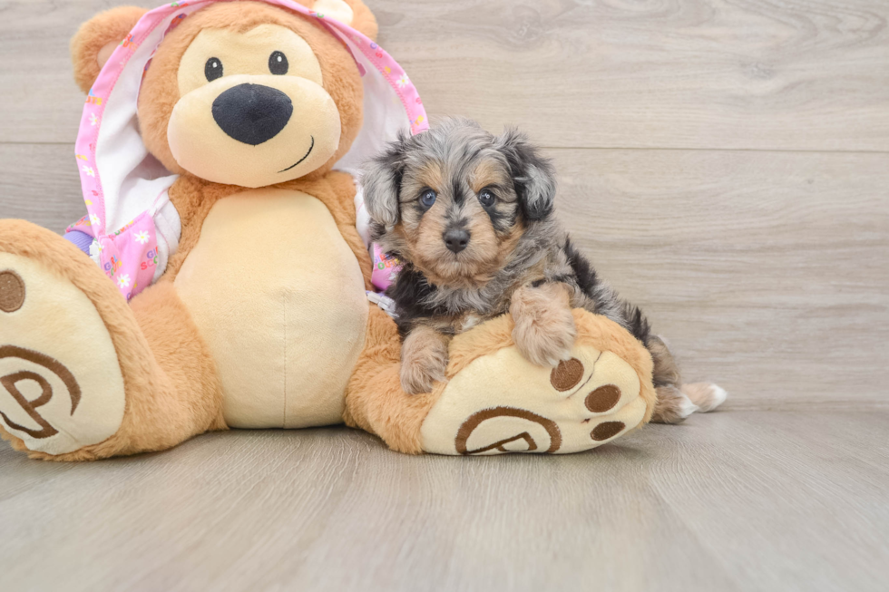 Small Mini Aussiedoodle Baby