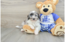 Playful Mini Aussiepoodle Poodle Mix Puppy