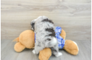 Fluffy Mini Aussiedoodle Poodle Mix Pup