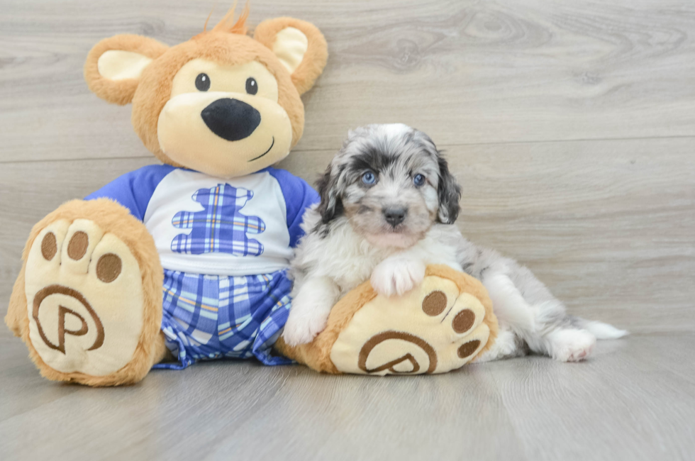 6 week old Mini Aussiedoodle Puppy For Sale - Florida Fur Babies