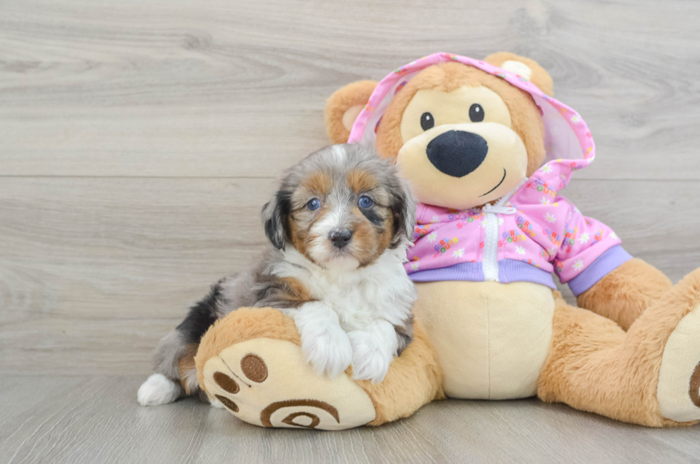 5 week old Mini Aussiedoodle Puppy For Sale - Florida Fur Babies