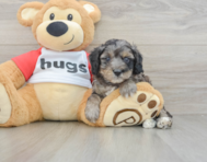 8 week old Mini Aussiedoodle Puppy For Sale - Florida Fur Babies