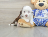 8 week old Mini Aussiedoodle Puppy For Sale - Florida Fur Babies