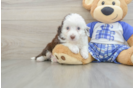 Mini Aussiedoodle Pup Being Cute