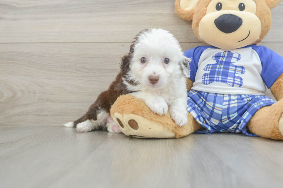 5 week old Mini Aussiedoodle Puppy For Sale - Florida Fur Babies