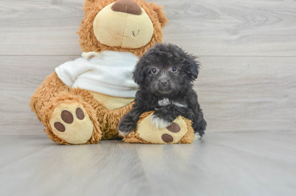 8 week old Mini Aussiedoodle Puppy For Sale - Florida Fur Babies