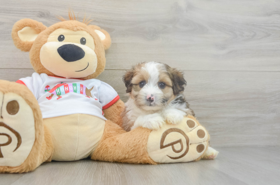 5 week old Mini Aussiedoodle Puppy For Sale - Florida Fur Babies