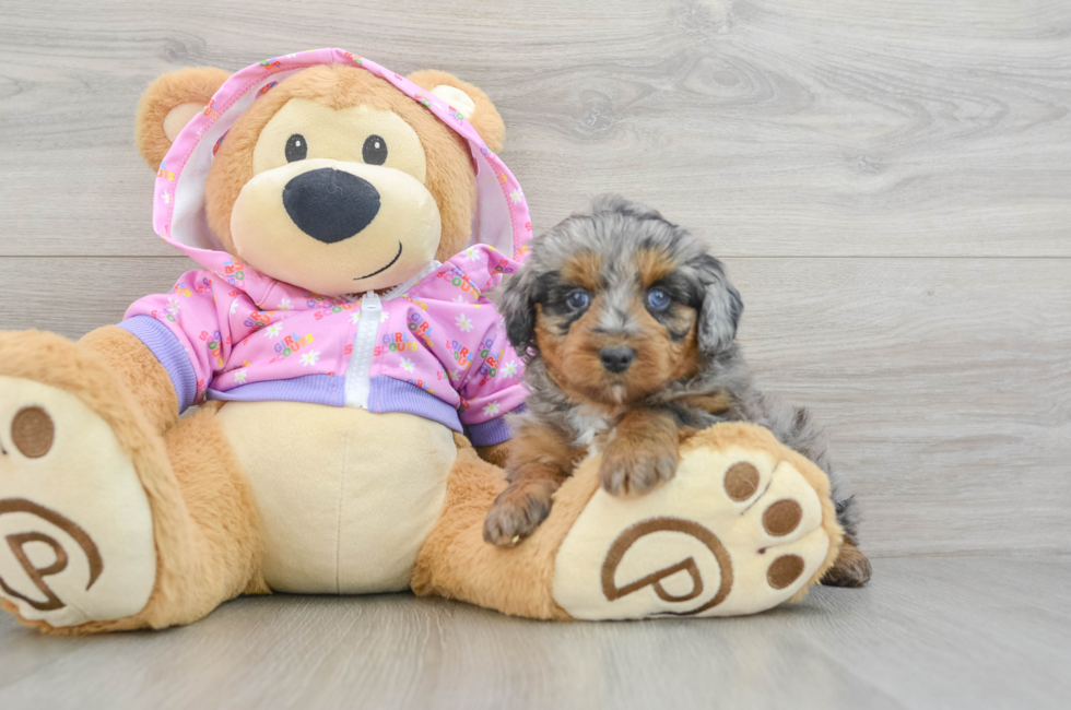 5 week old Mini Aussiedoodle Puppy For Sale - Florida Fur Babies