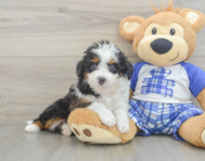 9 week old Mini Aussiedoodle Puppy For Sale - Florida Fur Babies