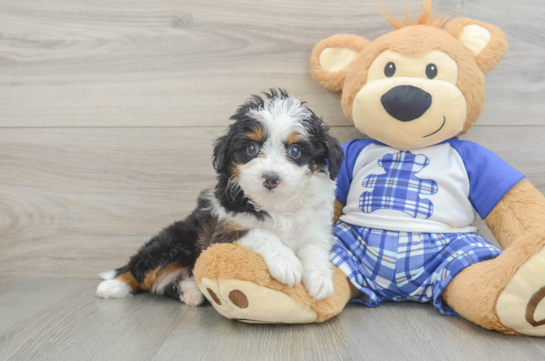 Energetic Aussie Poo Poodle Mix Puppy
