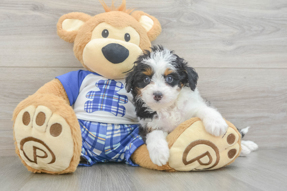 Best Mini Aussiedoodle Baby