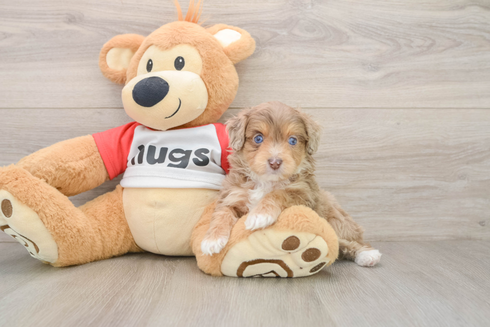 Little Mini Aussiepoo Poodle Mix Puppy