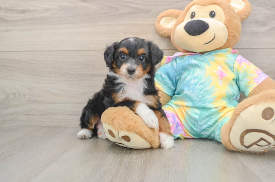 Cute Mini Aussiedoodle Baby