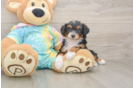 Mini Aussiedoodle Puppy for Adoption