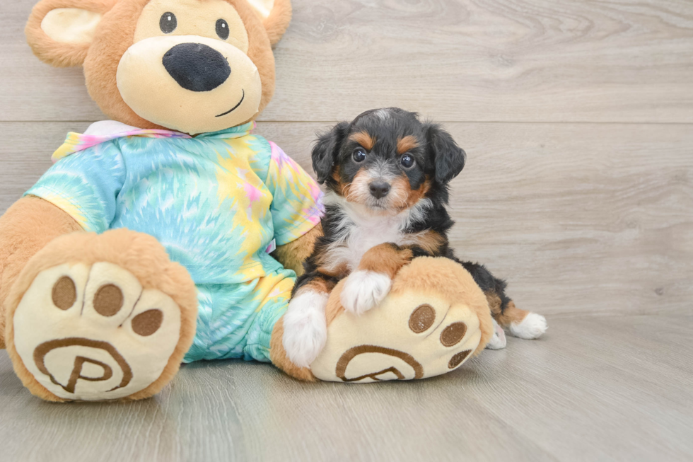 Mini Aussiedoodle Puppy for Adoption