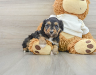 8 week old Mini Aussiedoodle Puppy For Sale - Florida Fur Babies