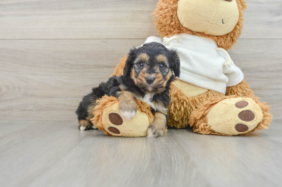 5 week old Mini Aussiedoodle Puppy For Sale - Florida Fur Babies