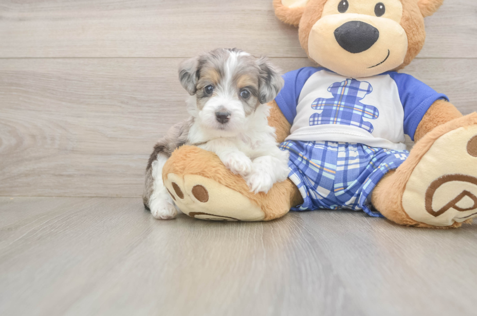 5 week old Mini Aussiedoodle Puppy For Sale - Florida Fur Babies