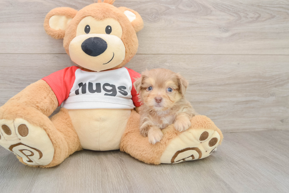 Fluffy Mini Aussiedoodle Poodle Mix Pup