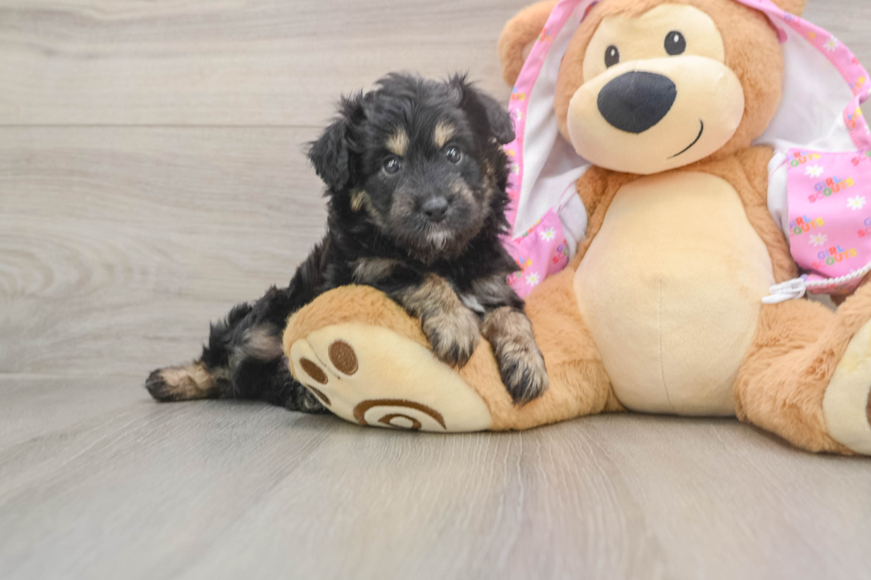 Adorable Mini Australian Shepherd X Poodle Mix Poodle Mix Puppy