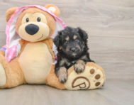 6 week old Mini Aussiedoodle Puppy For Sale - Florida Fur Babies