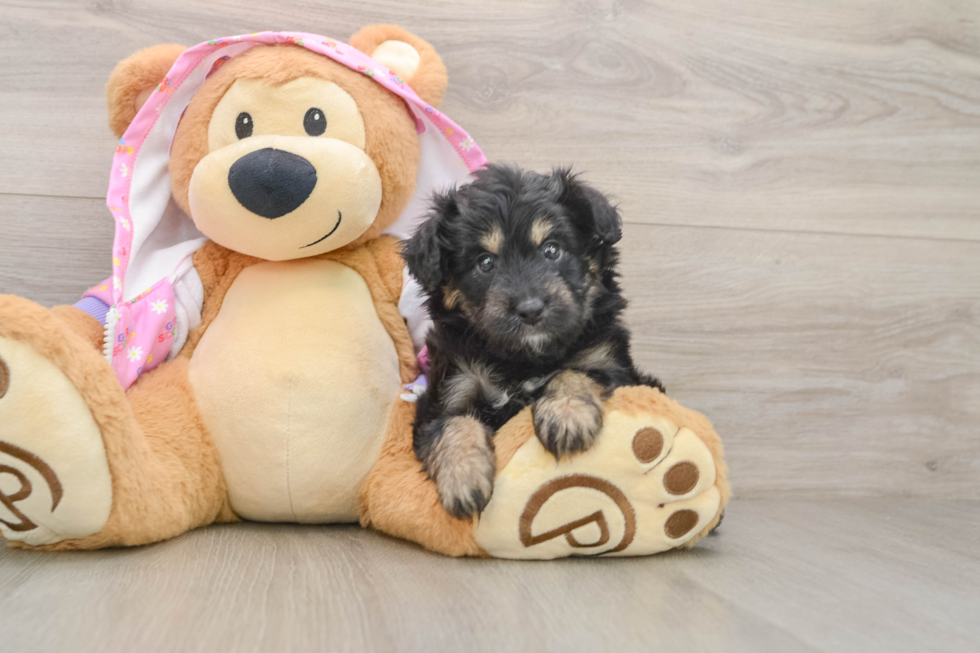 Mini Aussiedoodle Pup Being Cute
