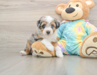 8 week old Mini Aussiedoodle Puppy For Sale - Florida Fur Babies
