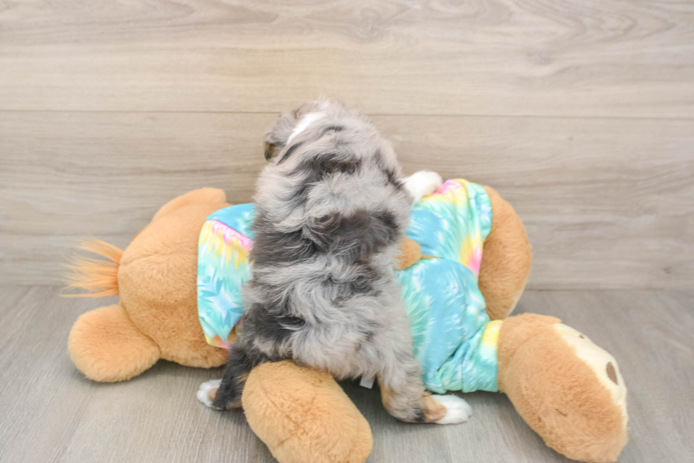Funny Mini Aussiedoodle Poodle Mix Pup