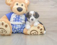 8 week old Mini Aussiedoodle Puppy For Sale - Florida Fur Babies